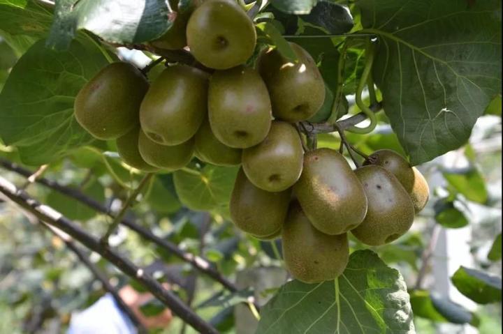 贵州生姜种植基地简介_贵州山区种生姜实用技术_贵州种植生姜致富