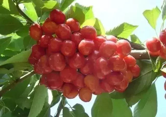 贵州生姜种植基地简介_贵州种植生姜致富_贵州山区种生姜实用技术