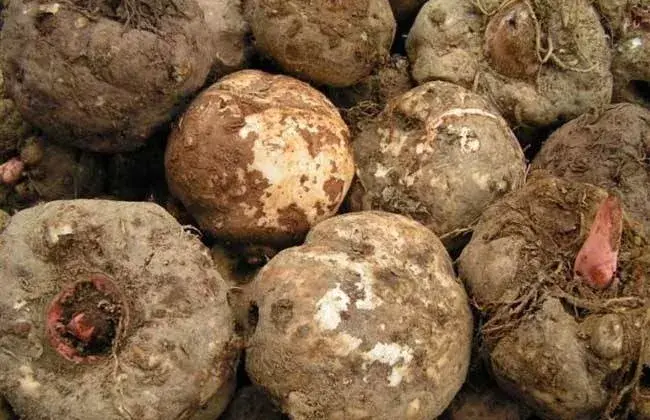 贵州山区种生姜实用技术_贵州种植生姜致富_贵州生姜种植基地简介