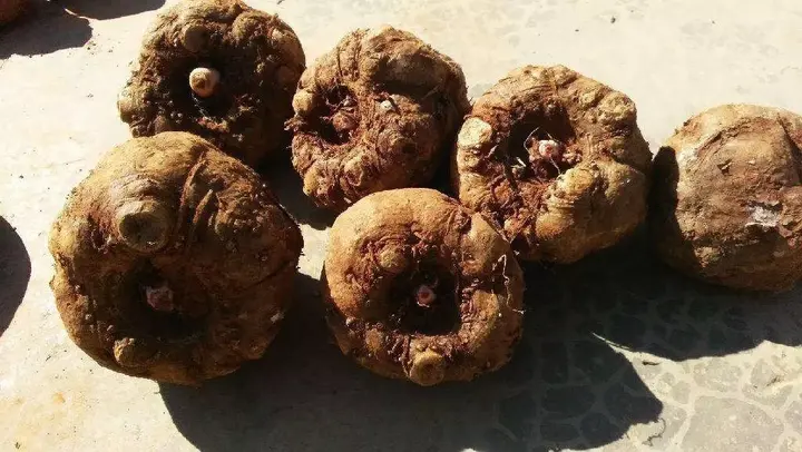 贵州种植生姜致富_贵州生姜种植基地简介_贵州山区种生姜实用技术
