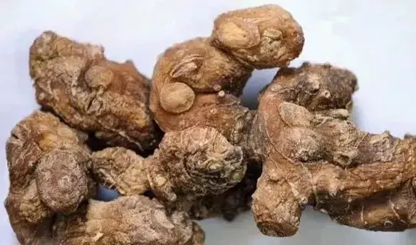 贵州山区种生姜实用技术_贵州种植生姜致富_贵州生姜种植基地简介