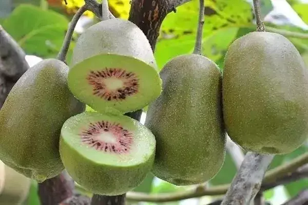 贵州山区种生姜实用技术_贵州生姜种植基地简介_贵州种植生姜致富
