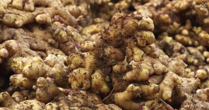 贵州种植生姜致富_贵州山区种生姜实用技术_贵州生姜种植基地简介