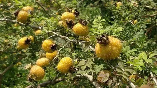 贵州生姜种植基地简介_贵州山区种生姜实用技术_贵州种植生姜致富