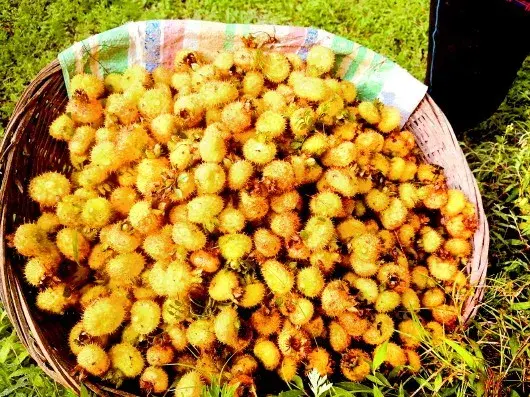 贵州生姜种植基地简介_贵州山区种生姜实用技术_贵州种植生姜致富