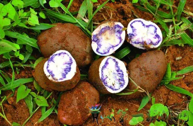 贵州生姜种植基地简介_贵州种植生姜致富_贵州山区种生姜实用技术
