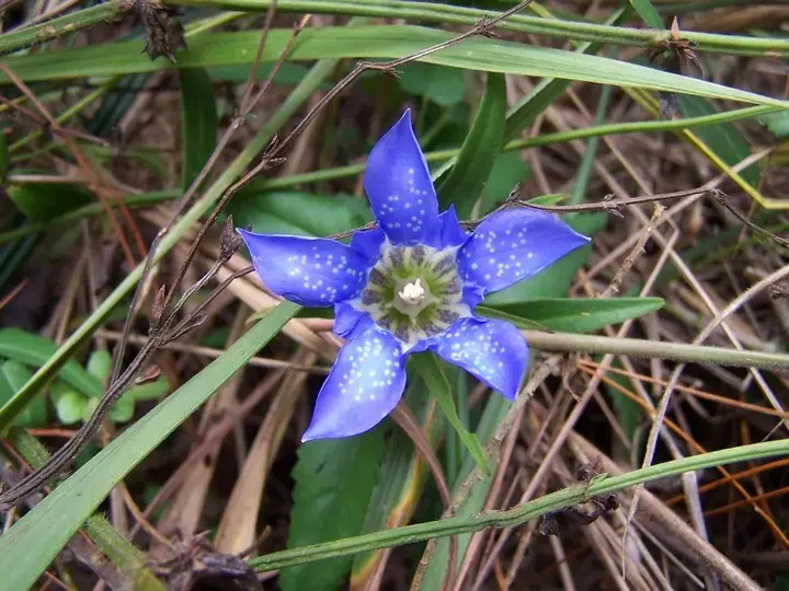 贵州生姜种植基地简介_贵州种植生姜致富_贵州山区种生姜实用技术