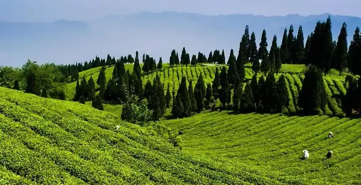 贵州山区种生姜实用技术_贵州种植生姜致富_贵州生姜种植基地简介