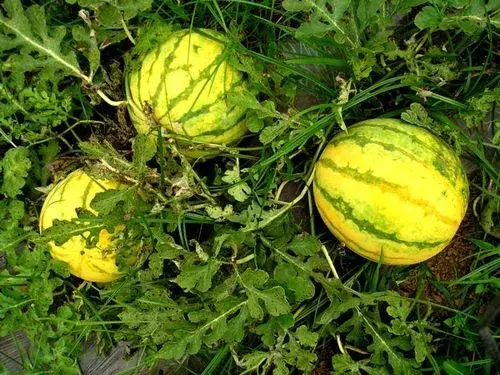 贵州生姜种植基地简介_贵州山区种生姜实用技术_贵州种植生姜致富