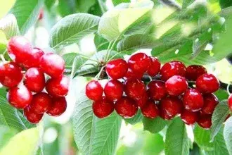 贵州山区种生姜实用技术_贵州生姜种植基地简介_贵州种植生姜致富