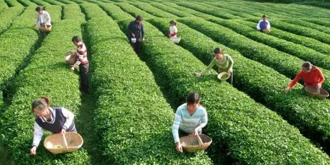 贵州种植生姜致富_贵州山区种生姜实用技术_贵州生姜种植基地简介