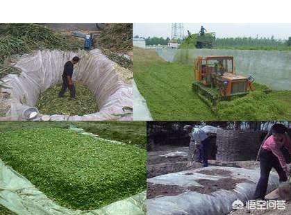 农广天地蔬菜种植大全_农广天地草药种植技术_农广天地药材种植大全