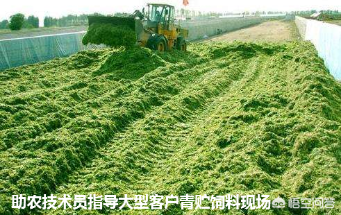 农广天地草药种植技术_农广天地蔬菜种植大全_农广天地药材种植大全