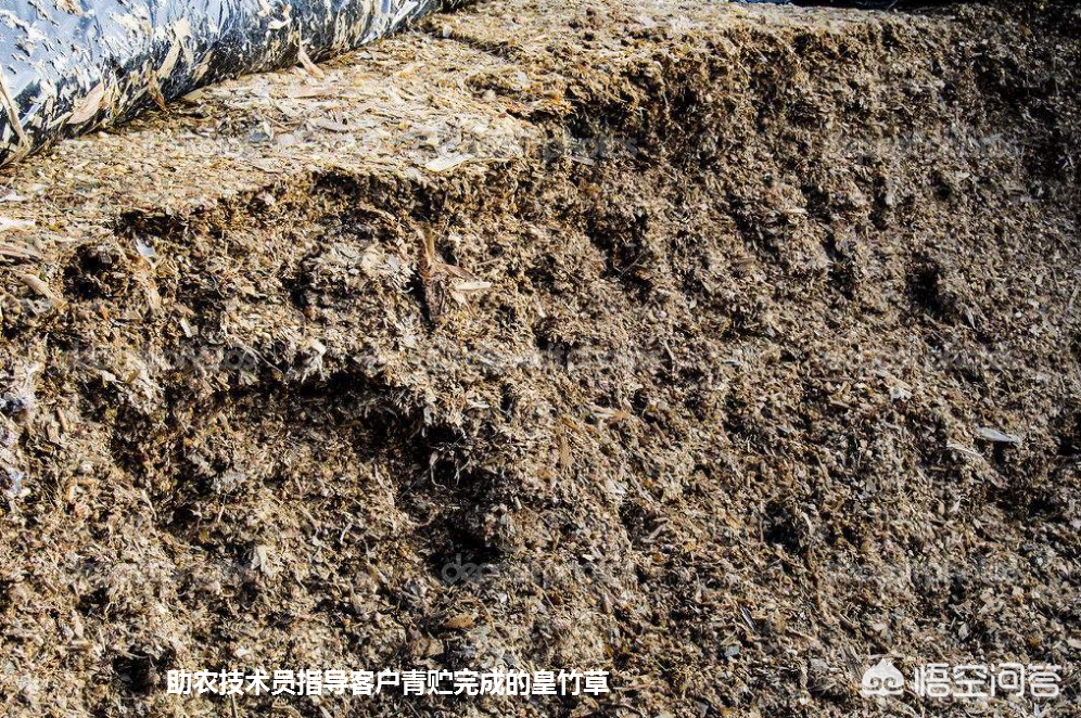 农广天地蔬菜种植大全_农广天地草药种植技术_农广天地药材种植大全