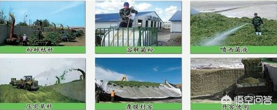 农广天地蔬菜种植大全_农广天地草药种植技术_农广天地药材种植大全