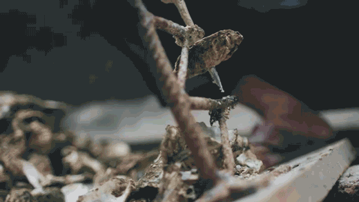 生蚝创业_生蚝赚钱_致富经生蚝