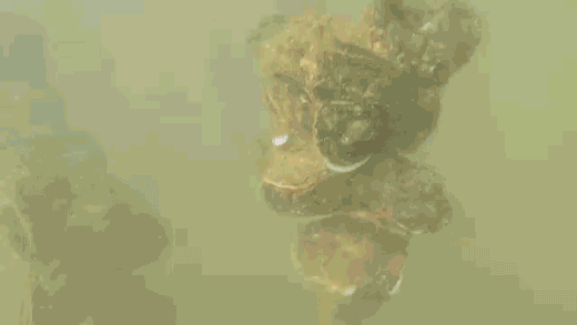 致富经生蚝_生蚝创业_生蚝赚钱