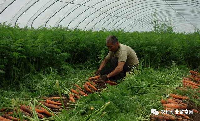 致富小拱棚 一亩园种出十亩田的效益