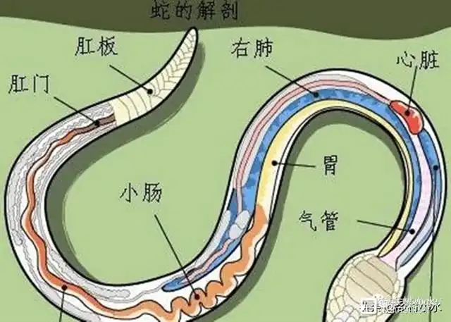 视频养殖蛇菜花技术教程_养菜花蛇养殖需要多少投资_菜花蛇养殖技术视频