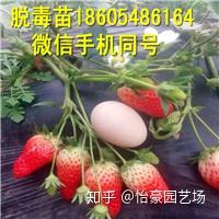 立体大棚草莓种植方法_立体大棚种植草莓技术要点_立体大棚草莓种植技术