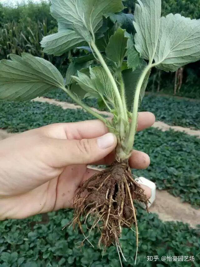 立体大棚种植草莓技术要点_立体大棚草莓种植技术_立体大棚草莓种植方法