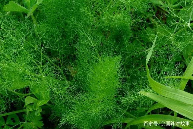 小茴香的栽培技术与繁殖方法