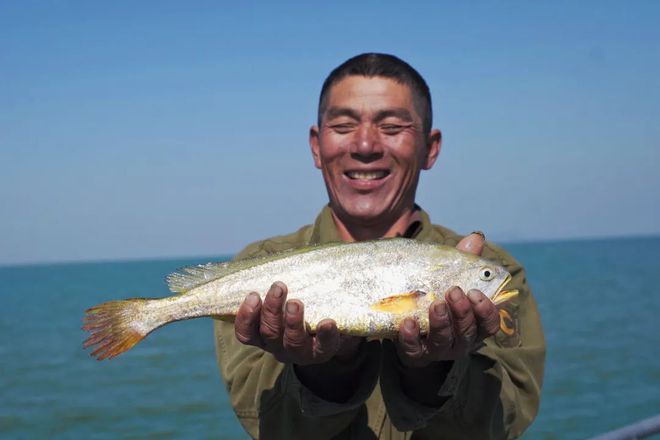 致富养殖黄鱼项目怎么样_养殖黄鱼的价格_黄鱼养殖致富项目
