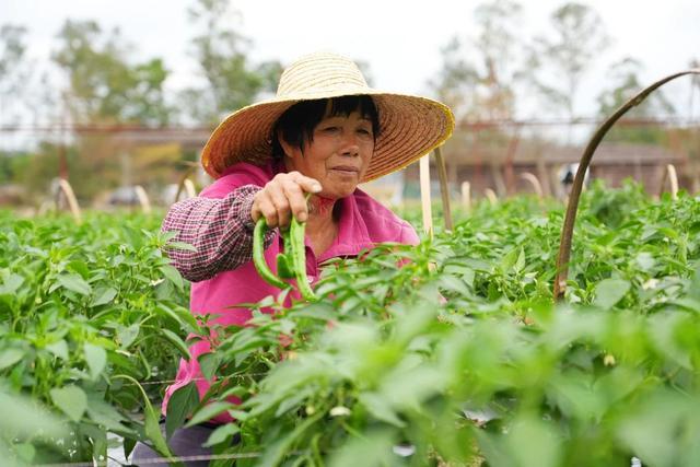 辣椒致富经_致富辣椒种植_致富辣椒种植方法