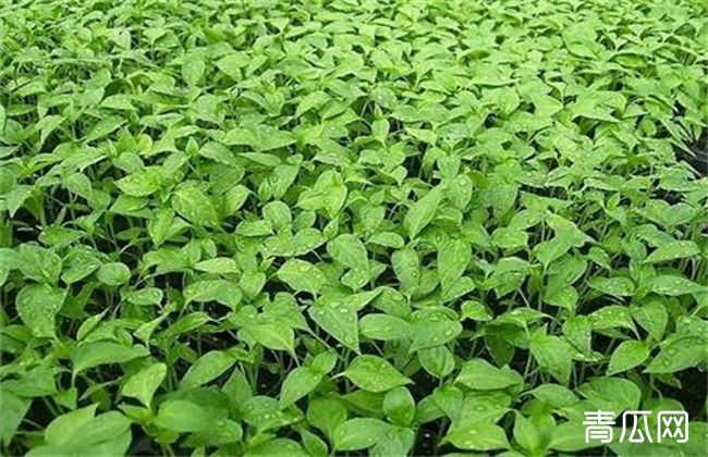 致富辣椒种植_辣椒种植效益_辣椒致富经