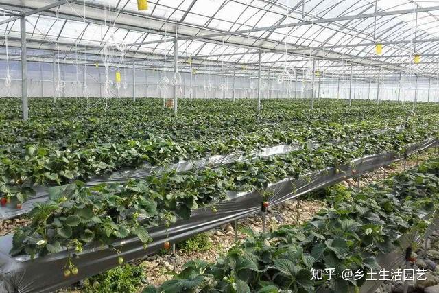 立体大棚种植草莓技术要求_立体大棚种植草莓技术视频_立体大棚草莓种植技术