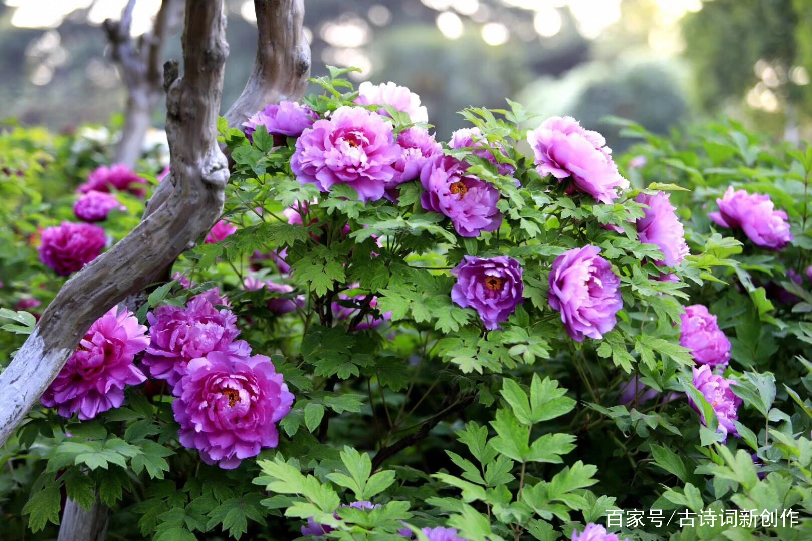 迎牡丹文化节：从牡丹的中药起源，说说牡丹的药用价值。值得收藏