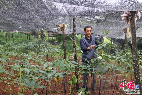 农民致富网种植_农村致富网种植_致富种植视频全集