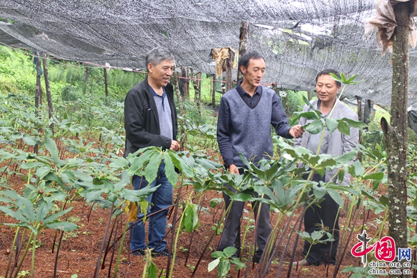 农村致富网种植_农民致富网种植_致富种植视频全集