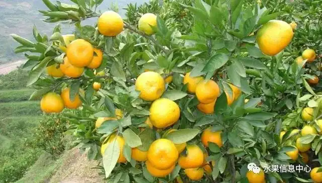 昆明的葱_昆明红葱今天价格_昆明红葱种植技术
