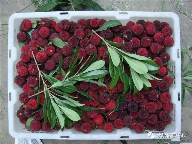 昆明的葱_昆明红葱今天价格_昆明红葱种植技术