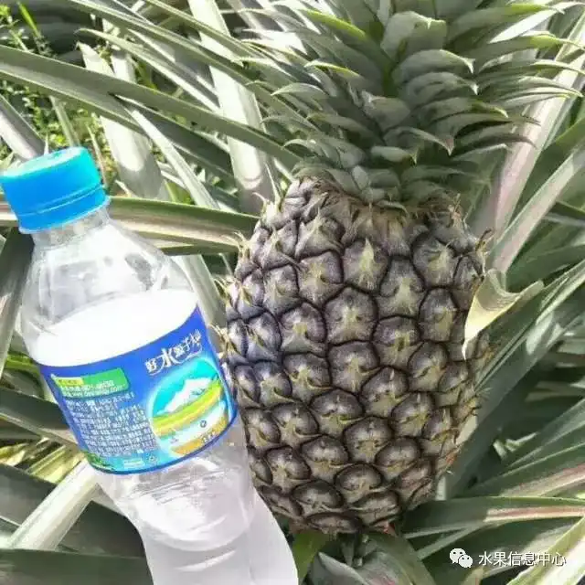 昆明红葱今天价格_昆明的葱_昆明红葱种植技术