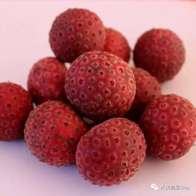昆明红葱今天价格_昆明的葱_昆明红葱种植技术
