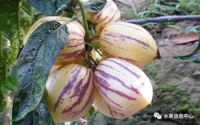 昆明的葱_昆明红葱今天价格_昆明红葱种植技术