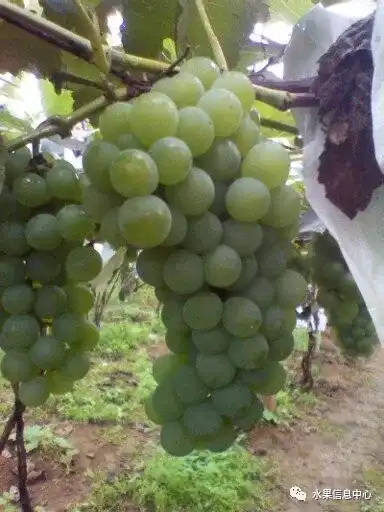 昆明红葱种植技术_昆明红葱今天价格_昆明的葱