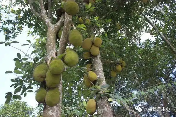 昆明红葱种植技术_昆明的葱_昆明红葱今天价格
