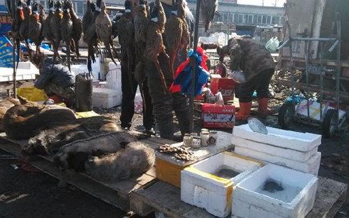 野鸡的养殖技术和管理_野鸡的养殖技术和管理_野鸡的养殖技术和管理