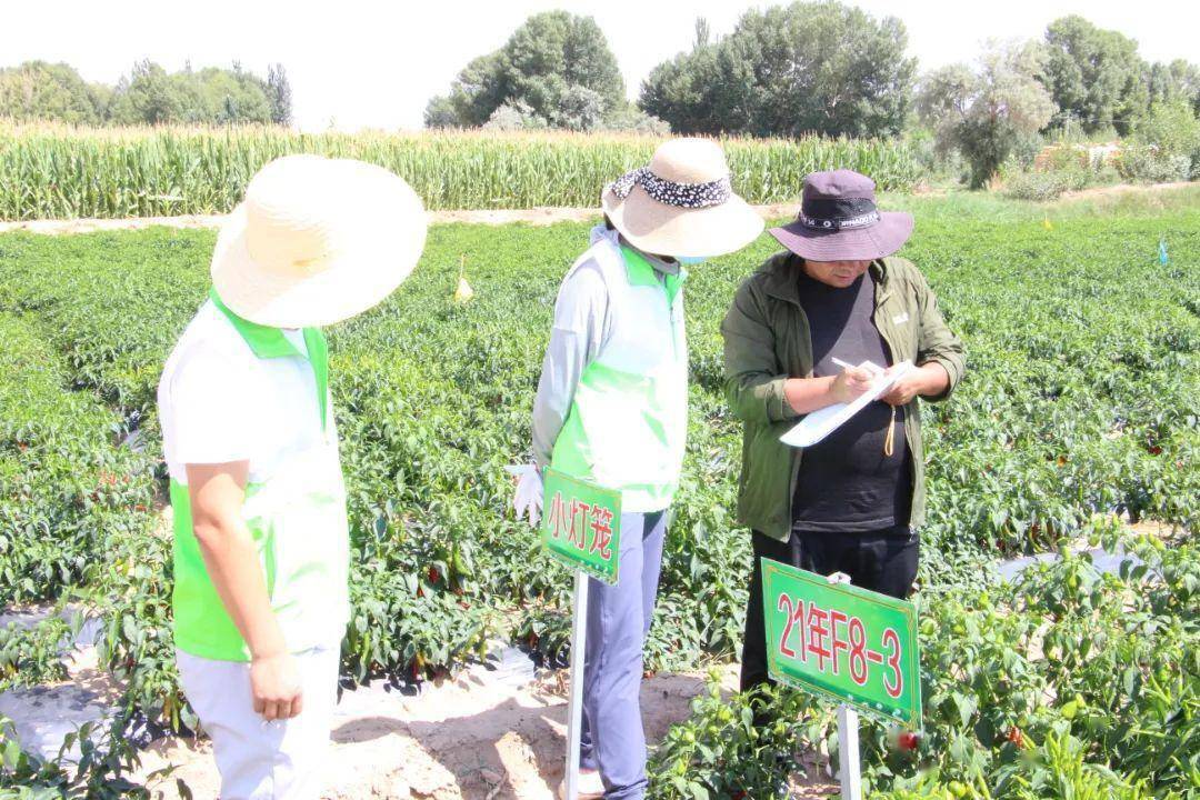 致富辣椒种植方法_辣椒致富经_致富辣椒种植