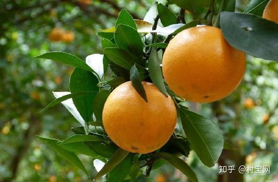 兴业贡柑果大更值钱│贡柑种植技术
