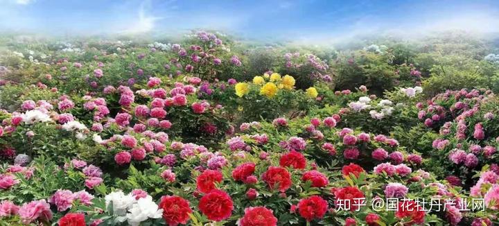 药用牡丹种植效益_牡丹药材种植技术_牡丹药用种植技术