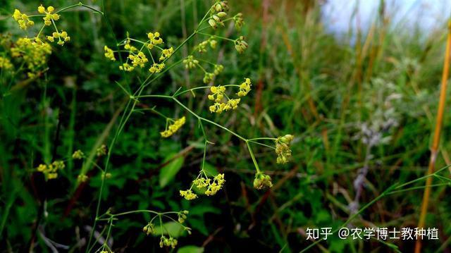 柴胡冬季种植技术_柴胡冬季可以种植吗_冬季种植柴胡技术与管理