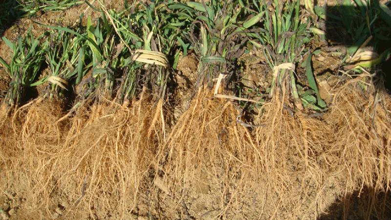 冬季种植柴胡技术与管理_柴胡冬季种植技术_柴胡冬季可以种植吗