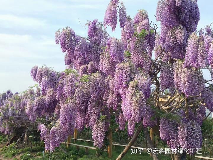 农村致富项目种植业_怎样种植致富快_种植致富好项目
