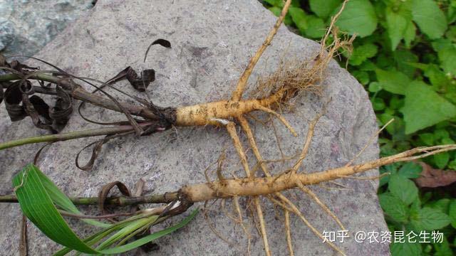 柴胡冬季种植技术_冬季种植柴胡技术要求_冬季种植柴胡技术要点