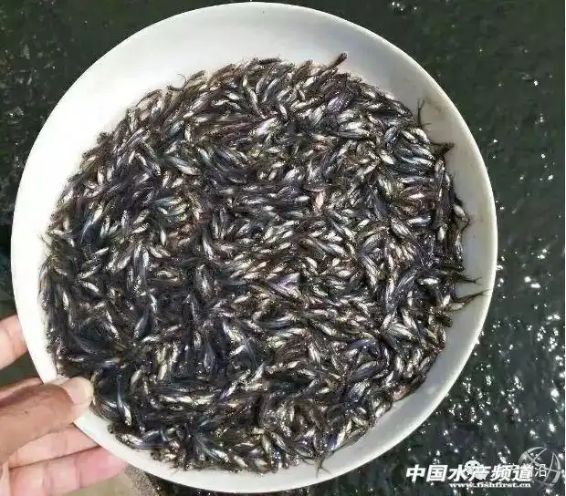 文章图片4