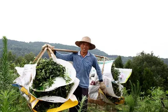 种植青花椒前景怎么样_致富经青花椒种植_青花椒高产种植技术